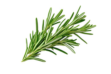 Fototapeta premium Green herb with a long stem, isolated