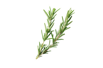 Fototapeta premium Green herb with a long stem, isolated