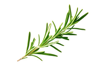 Fototapeta premium Green herb with a long stem, isolated