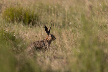 Lebre em campo gramado