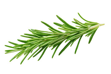 Green leafy plant with a long stem, isolated