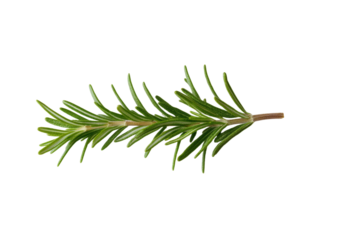 Green leafy plant with a long stem, isolated