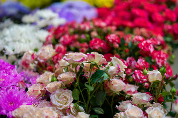 pink and white flowers