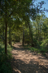 Palmetto State Park in Texas