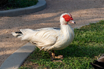 Ducks at South Padre Island, Texas