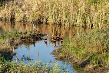 Black-Bellied Whistling Duck