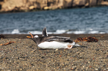 Gentoo penguin resting on Deception Island beach.