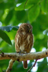 Owl