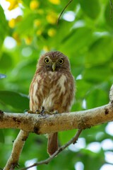 Owl