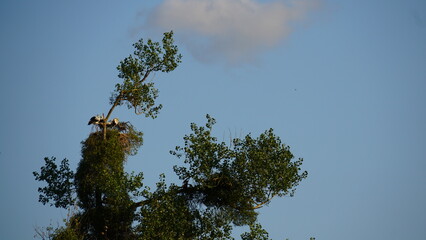 storks