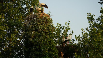 storks