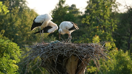 storks