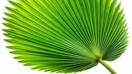Fototapeta premium Lush Green Palm Leaf Isolated on Transparent Background - High-Resolution Drone Photography Stock Image