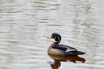 Swimming Single Wood Duck