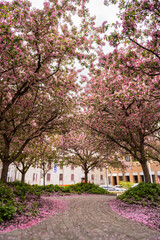 tree, spring, park, blossom, nature, flower, cherry, trees, landscape, pink, grass, garden, bloom, flowers, road, forest, blooming, plant, sky, path, flora, white, branch, summer, season