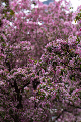 flower, flowers, nature, plant, garden, pink, purple, spring, blossom, summer, bloom, violet, color, heather, lilac, beauty, beautiful, floral, bush, blooming, season, flora, shrub, white, close-up