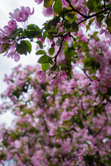 flower, spring, lilac, pink, nature, blossom, flowers, plant, bloom, garden, purple, branch, tree, blooming, bush, beauty, leaf, floral, petal, season, summer, closeup, bud, flora, leaves