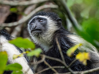 Face of a Kilimanjaro mantled monkey (Colobus caudatus) in Arusha National Park.