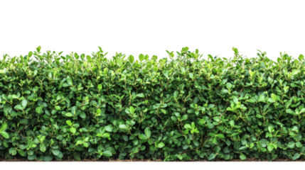 Nature close-up lush green hedge growth in outdoor gardens