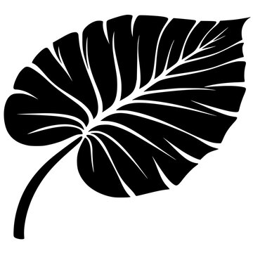 Silhouette of taro leaves