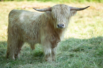 Highland Schottisches Hochland rind, Galloway Kuh auf der Wiese