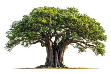 Majestic tree growth nature landscape high-quality image serenity