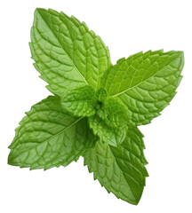 PNG Fresh mint leaves on white