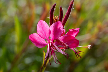 flower, pink, nature, blossom, plant, spring, flowers, garden, flora, bloom, tree, beauty, summer, blooming, floral, macro, purple, petal, closeup, color, beautiful, red, botany, leaf, apple