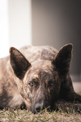 Portrait of a stray dog ​​with brown hair. Animals on the street.