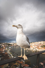 Portrait of a seagull. Seagulls in the port of Porto, Portugal