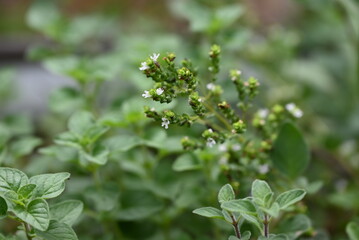 Oregano Flower