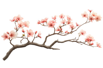 Obraz premium Cherry blossom branches blooming in nature floral photography spring