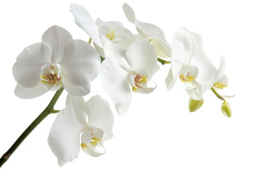 PNG White orchid flower plant