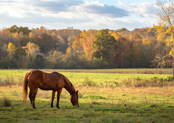 Obraz premium Horse Photography, Natural Landscapes, Horse Pasture, Realistic Horse Image, Fall, Sunset, Equestrian Portrait