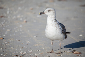 Herring Gull Resting by the Shore in Puerto Progreso, Yucatán