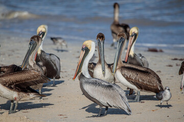 The brown pelican (Pelecanus occidentalis) 