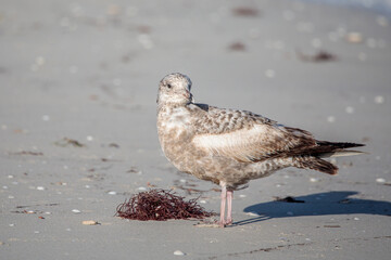 Herring Gull Resting by the Shore in Puerto Progreso, Yucatán