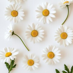 Fototapeta premium Top-down view of white daisies loosely positioned on a smooth white background, fresh and calming mood, ultra-crisp focus on petal textures and natural beauty