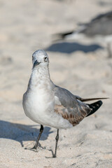 Herring Gull Resting by the Shore in Puerto Progreso, Yucatán