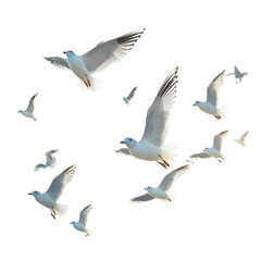 Fototapeta premium Birds Soaring Over Sparkling Water Under Blue Sky of the Natural Landscape Under Sunlight and