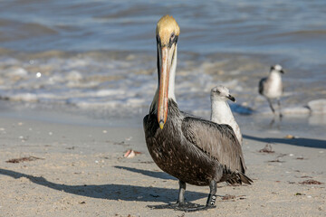 The brown pelican (Pelecanus occidentalis) 