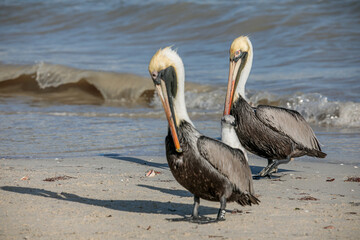The brown pelican (Pelecanus occidentalis) 