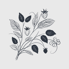 Outlined wild strawberry branch. Vintage botanical drawing of forest plant with growing berries and flowers. Sketch in retro style. Hand-drawn vector illustration isolated from background.
