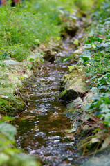 Narrow stream flowing through mossy rocks and lush greenery