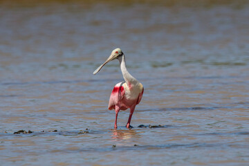 Roseate spoonbill (Platalea ajaja) yucatan mexico