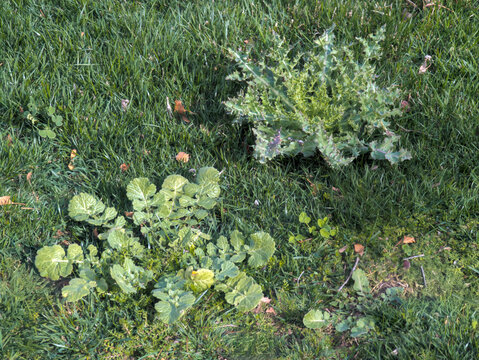 Various weeds growing in an unkept lawn
