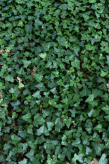 Green hedera leaves background