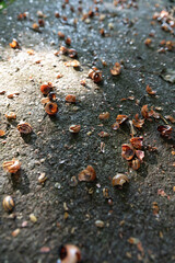 Broken snail shells on an ancient stone surface