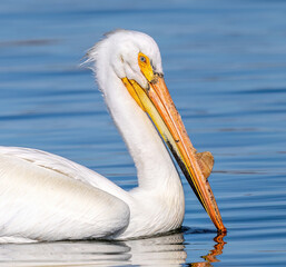 A blue-eyed American White Pelican sporting a breeding bump or caruncle on its beak, a bony growth that occurs in both males and females during the breeding season..