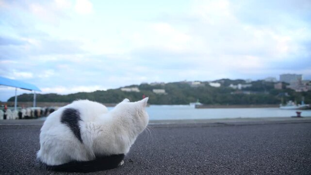 坂手島の猫 （三重県鳥羽市, 2024年11月）